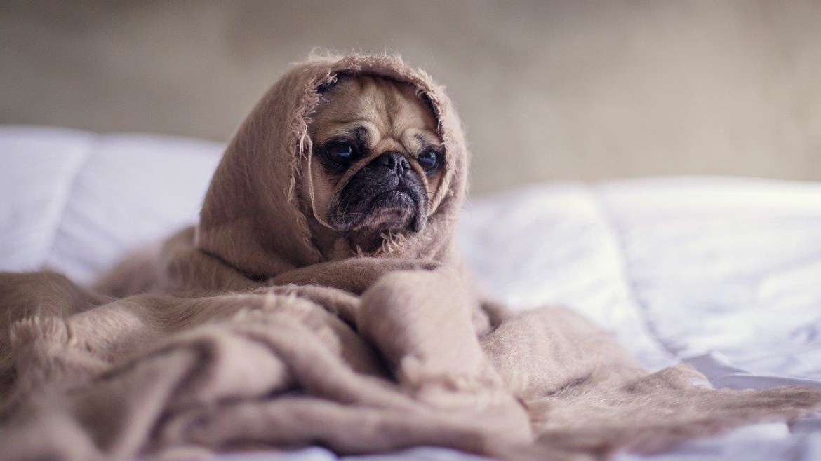 TEM PETS EM CASA? ENTÃO, SAIBA AGORA COMO ELIMINAR OS PELOS DOS BICHINHOS NOS SEUS ESTOFADOS