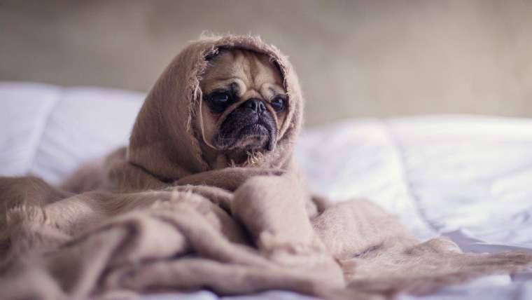 TEM PETS EM CASA? ENTÃO, SAIBA AGORA COMO ELIMINAR OS PELOS DOS BICHINHOS NOS SEUS ESTOFADOS