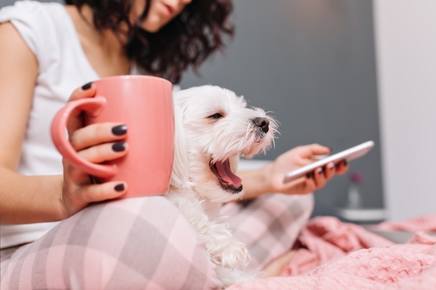 Quatro cuidados que quem dorme com os pets deve ter